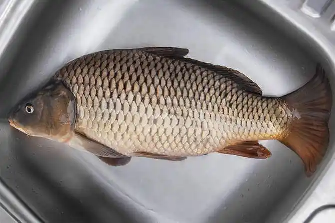 鲤鱼图片_图片大全