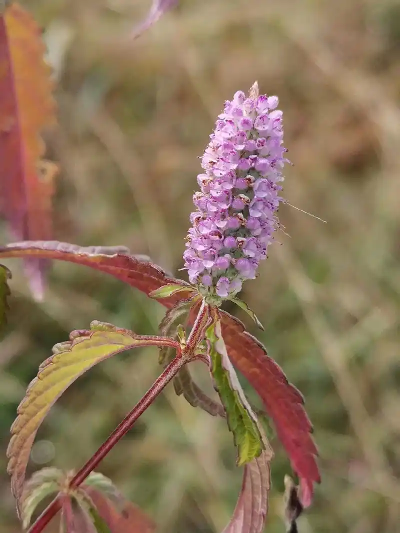 野草香#别名:野香薷,鱼香菜,木姜花,野薄荷,狗尾草,野香苏 - 抖音