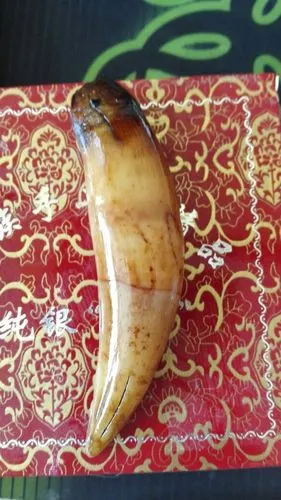 这是孟加拉虎,虎牙么?