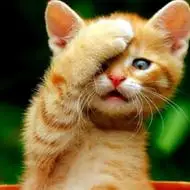 可爱萌宠头像可爱小猫咪卖萌图片头像好看的