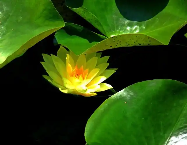 为什么佛菩萨都坐在莲花上面呢?