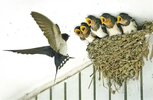 一只燕子给嗷嗷待哺的雏燕喂食