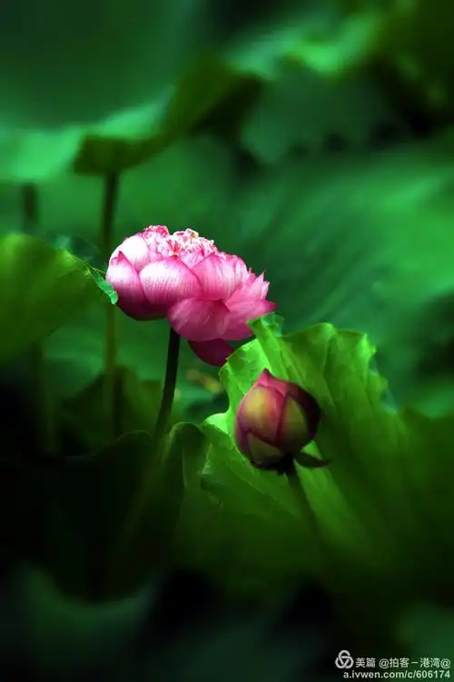 莲花与佛教的密切关系,还表现在佛教将许多美好圣洁的事物,以莲花