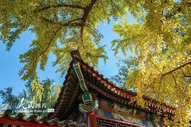 北京:中山公园美景迎客来|银杏_网易订阅