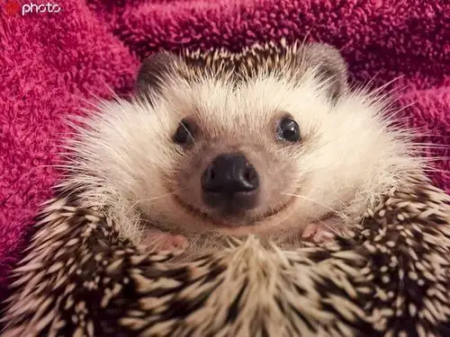 世界微笑日 请收下这波小动物们的灿烂笑容