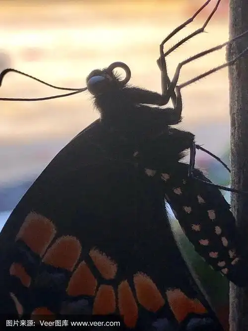 黑凤尾蝶,黑云杉,巴拿马,自然,垂直画幅