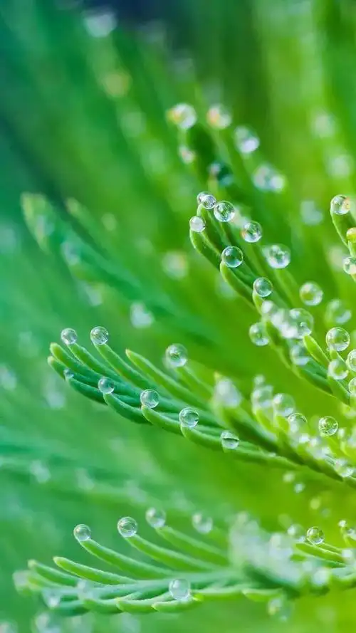 绿色壁纸墨已入水渡一池青花揽五分红霞采竹回家