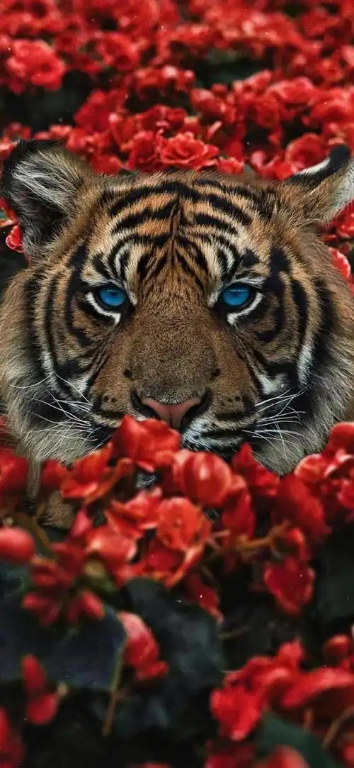 超级手机壁纸:2k老虎虽然凶猛但是有时候看起来还是憨憨的