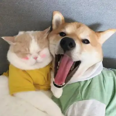 动物系列情侣头像