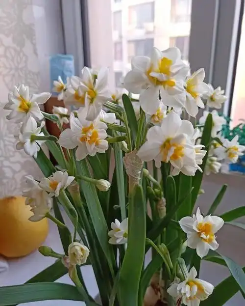 水仙花怎么种(水仙花怎么种土里) - 123生活百科