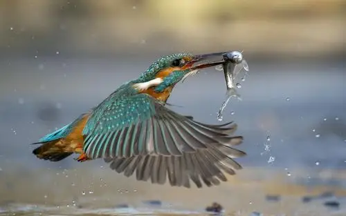 翠鸟捕鱼动物捕捉摄影高清图片桌面壁纸