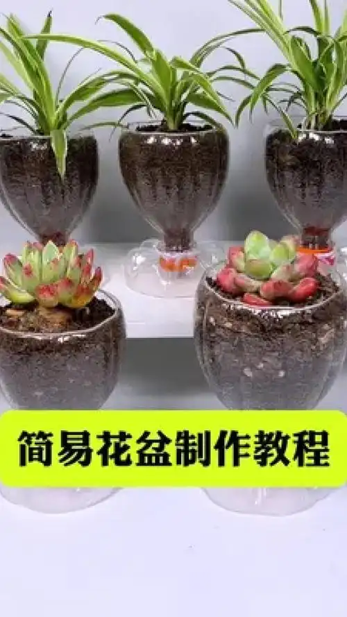 你一定要试试 #自制花盆 #变废为宝 #手工 #塑料瓶手工制作盆栽