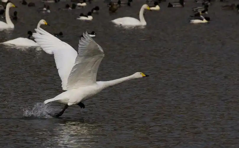 一组飞翔的天鹅