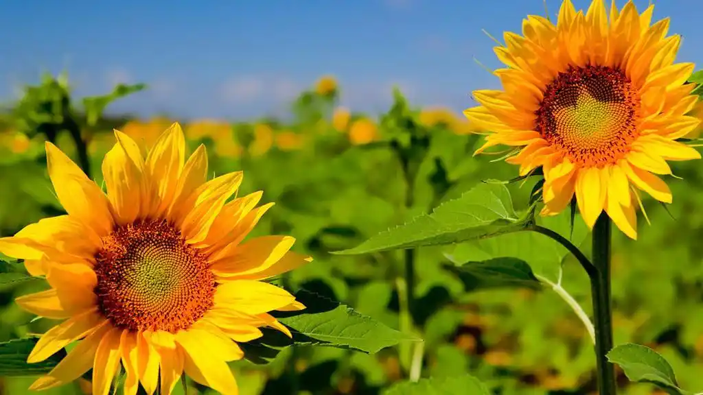 黄色清新向日葵,高清图片,电脑桌面-壁纸族