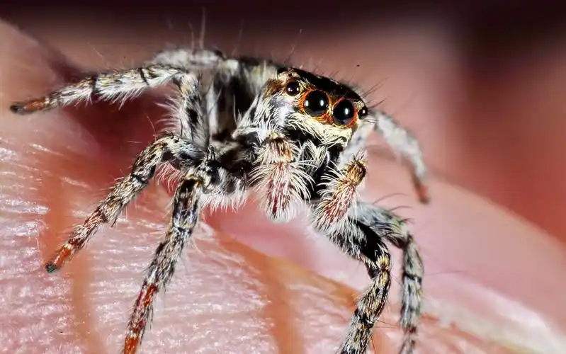 蜘蛛的清晰大图!要很清晰的不要高清的