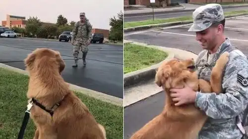 军人爸爸回来了 金毛愣住3秒后飞扑过去