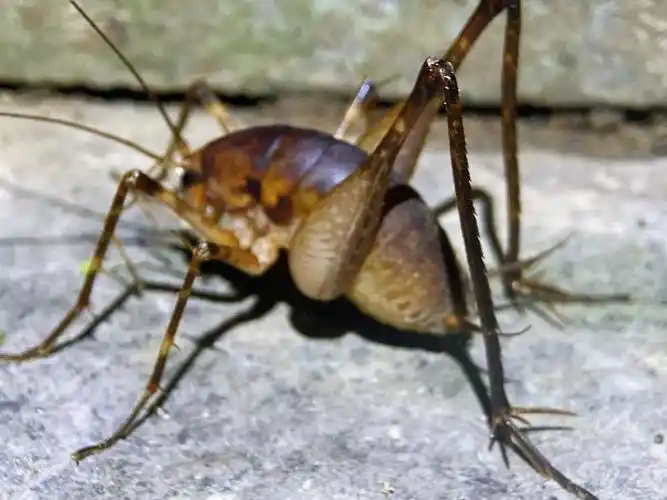 多么帅气肥硕的灶马呀