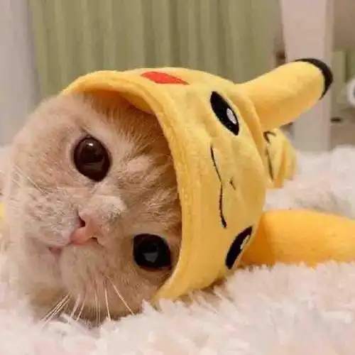 呆萌可爱小猫咪头像,动物头像图片-回车桌面