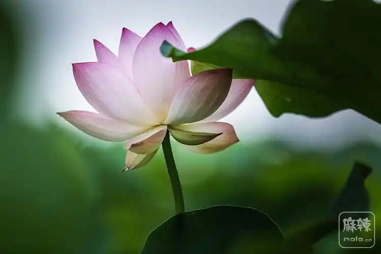 荷花意境云水禅心