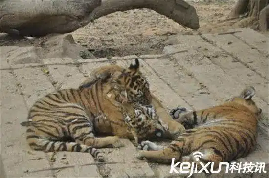 实拍动物园老虎吃人事件 老虎撕人全过程震惊!