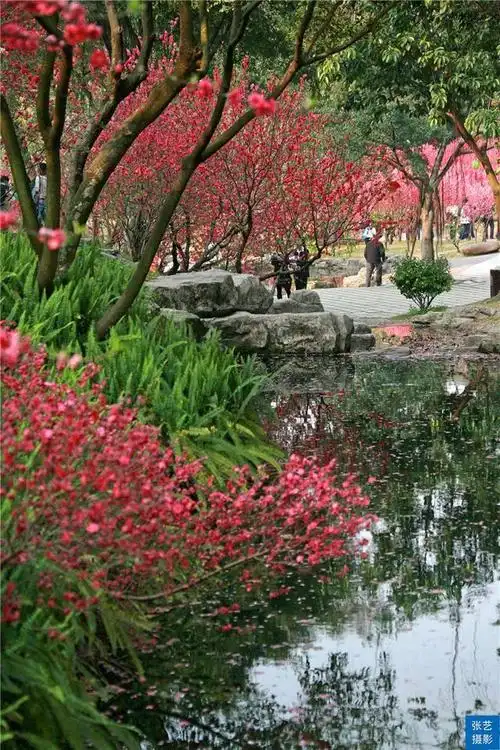 桃花源风景区旅游攻略图(赏桃花何须远行)(12)