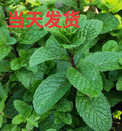 红骨薄荷苗老品种可食用薄荷种苗带根带土发货多年生四季易种包活