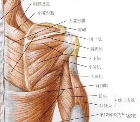 知识角肩胛骨的肌肉与运动