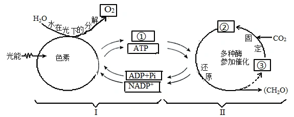 Ⅱ代表生理过程,①,②,③代表物质)(1)绿色植物进行光合作用的场所称