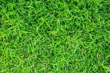 绿色的草坪纹理背景图片