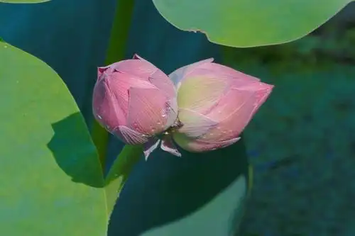 写美篇并蒂莲是指同一茎上生出的两朵莲花,是莲花的一个变种,由于