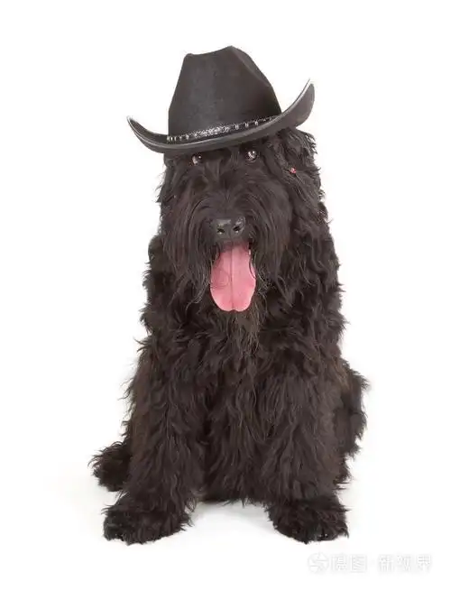 俄罗斯黑梗brt或斯大林狗