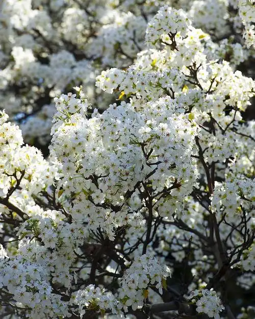 故宫承乾宫梨花开