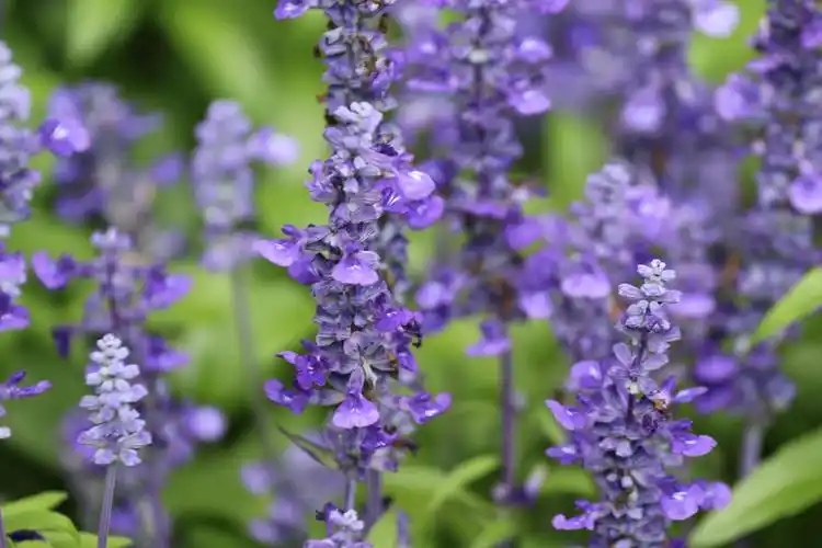 蓝花鼠尾草盛夏动人的紫