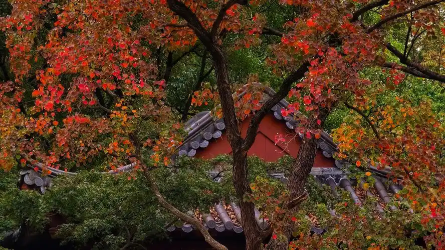 p40pro原图直出分享【多图】