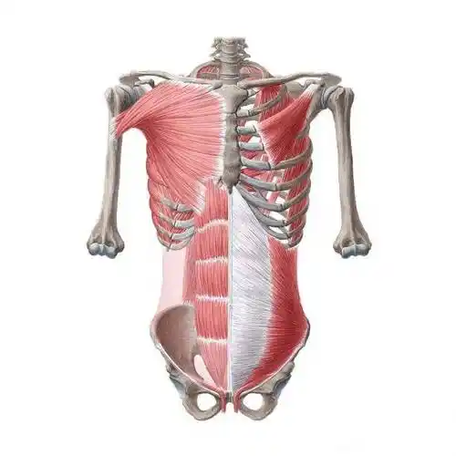 从胚胎的角度来理解筋膜与疼痛①_细胞_运动_肌肉