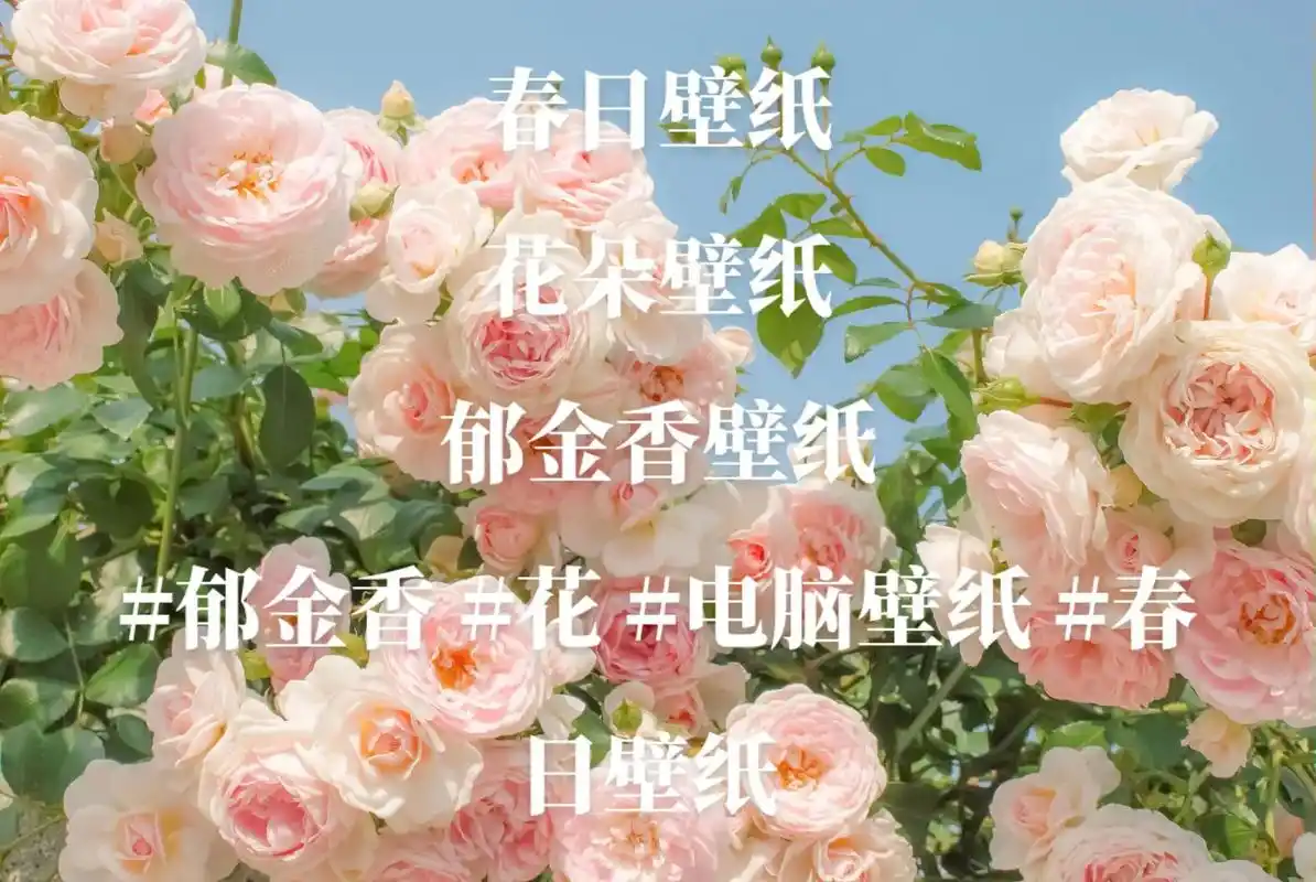 "总有一朵花是为我而开的"#电脑壁纸 #唯美桌面  - 抖音