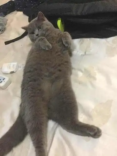 出八个月超级可爱的公蓝猫~ 妹子进 ,有猫的优先