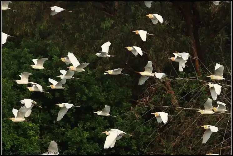 鹭群满天飞.
