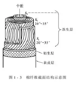 第二节棉纤维的形成结构和性能二棉纤维的结构