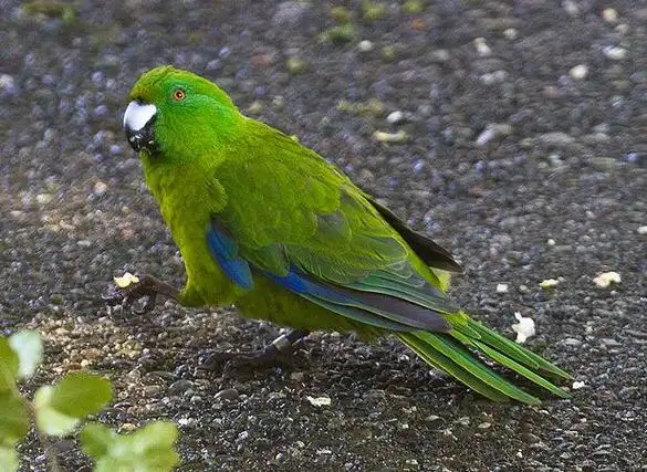 p>纯绿鹦鹉(学名:cyanoramphus unicolor)是一种鹦鹉科鹦鹉属动物.