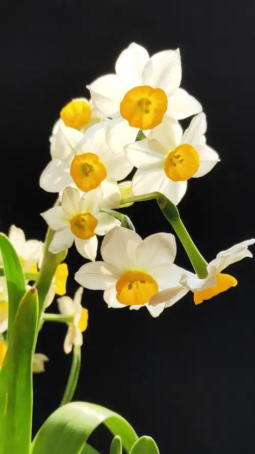 水仙花赞 - 美篇