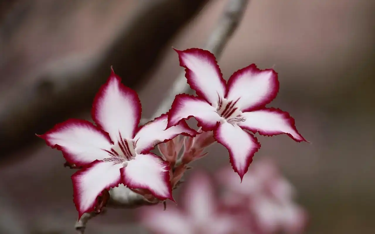 唯美养眼的花卉图片桌面壁纸