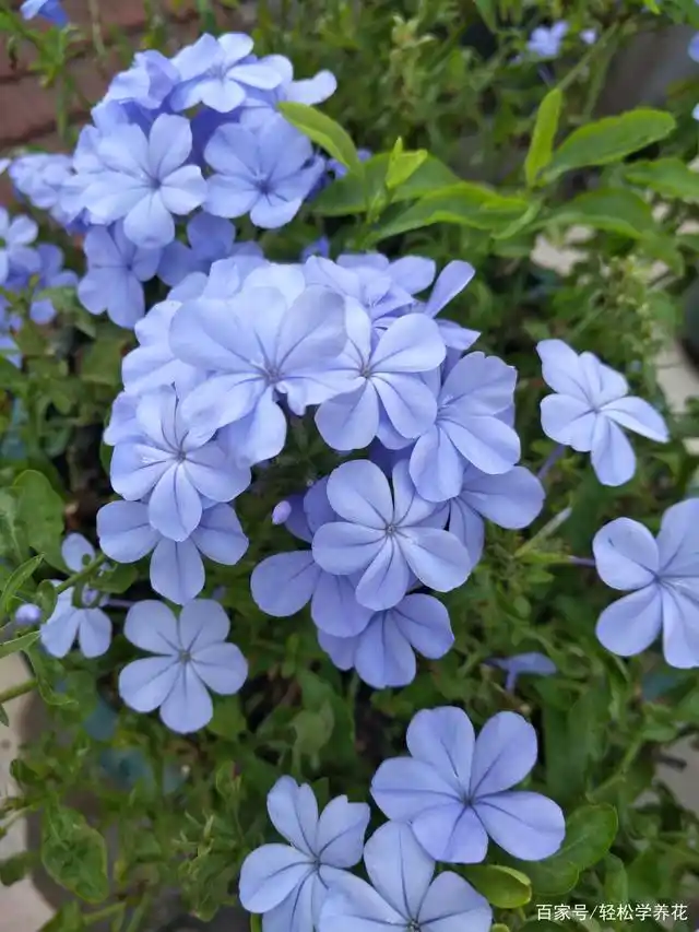 两种花夏季最怕淋雨,花期做好避雨防护,花开更长久