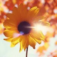 找个花草微信头像【点击鼠标右键下载】