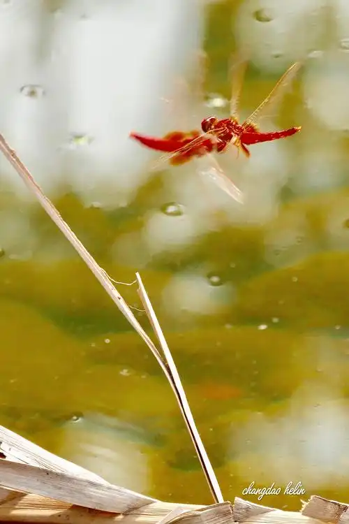 蜻蜓飞舞在池塘