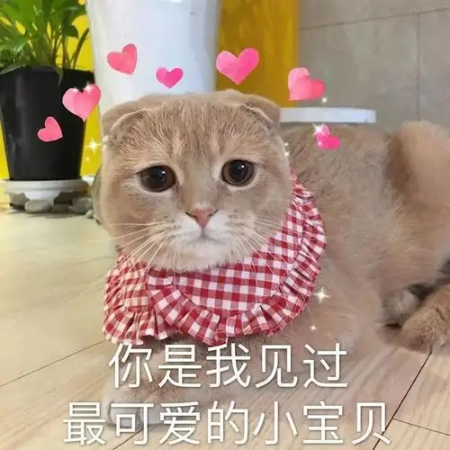 可爱沙雕表情包你是我见过最可爱的小宝贝