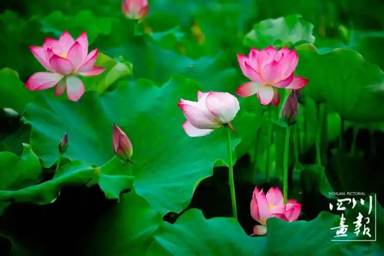 "夏雨荷"清丽上线!荷花就是绽放的夏天