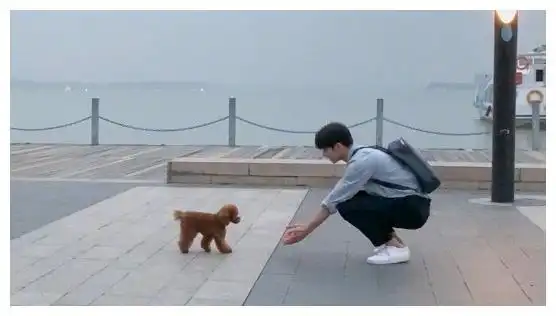 男孩和女孩有什么区别?看到鞠婧祎和宋威龙的抱狗方式,你就懂了