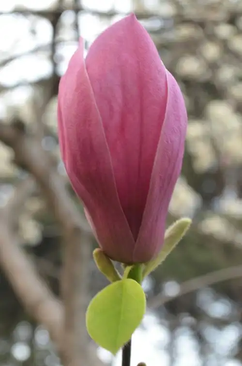 含苞待放的花朵,足以惊艳这个世界.