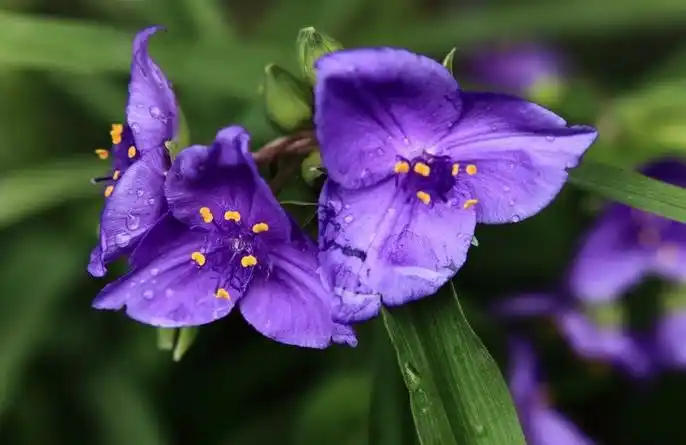 富贵竹叶形开紫色3瓣花是什么植物